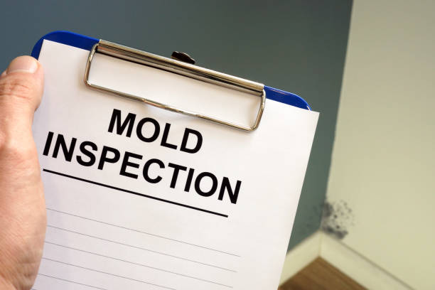 Why You Should Choose Our Mold Remediation Services in Brigham City, UT